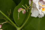 Southern catalpa